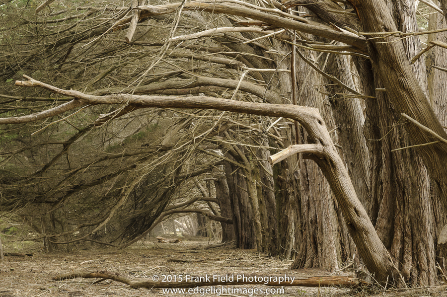 Photo of Ancient Monterey Cypress Hedgerow at The Sea Ranch taken by Frank Field in 2015